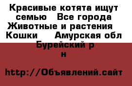 Красивые котята ищут семью - Все города Животные и растения » Кошки   . Амурская обл.,Бурейский р-н